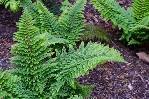 Lush green native ferns with feathery fronds for woodland gardens