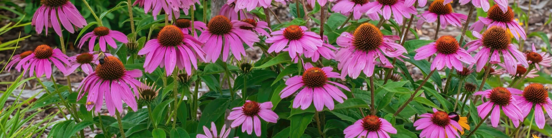 Vibrant pink coneflowers with dark brown centers at plant nursery near me