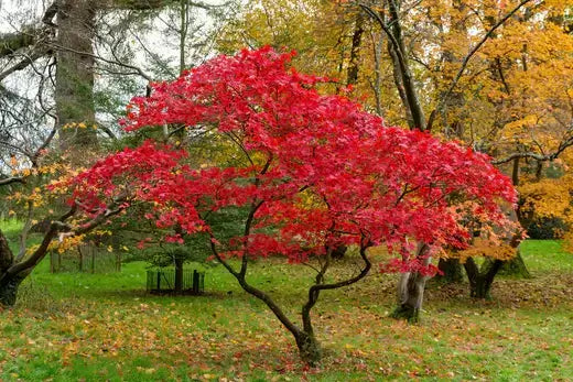 Vibrant red maple tree in golden autumn foliage for Guide