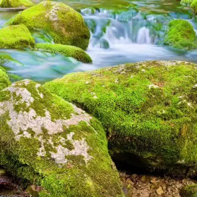 Sheet moss-covered rocks with green moss and lichen in shaded stream
