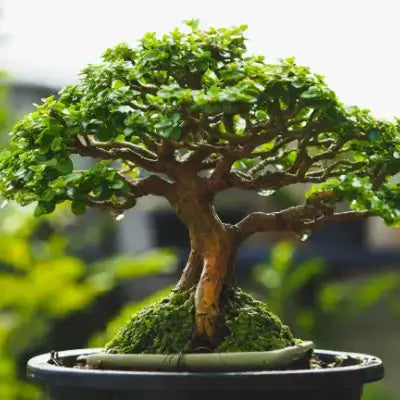 Lush green bonsai tree with gnarled branches in dark ceramic pot
