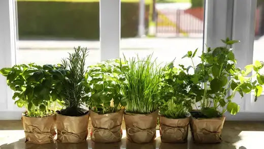 Six potted herbs in crinkled brown paper pots for indoor growing