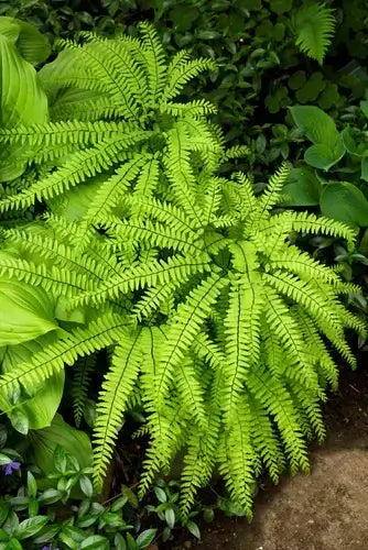 Lush native fern with vibrant green feathery fronds cascading naturally