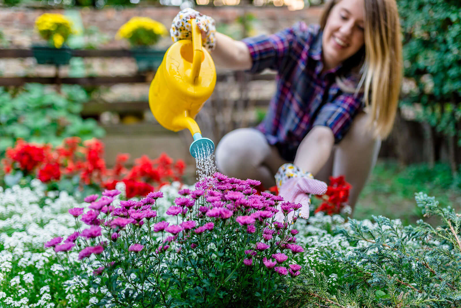 Yellow plastic watering can with blue spout for spring flower planting