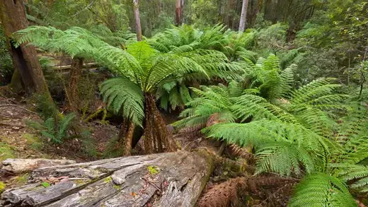 Lush green ferns with feathery fronds in forest for growing tips