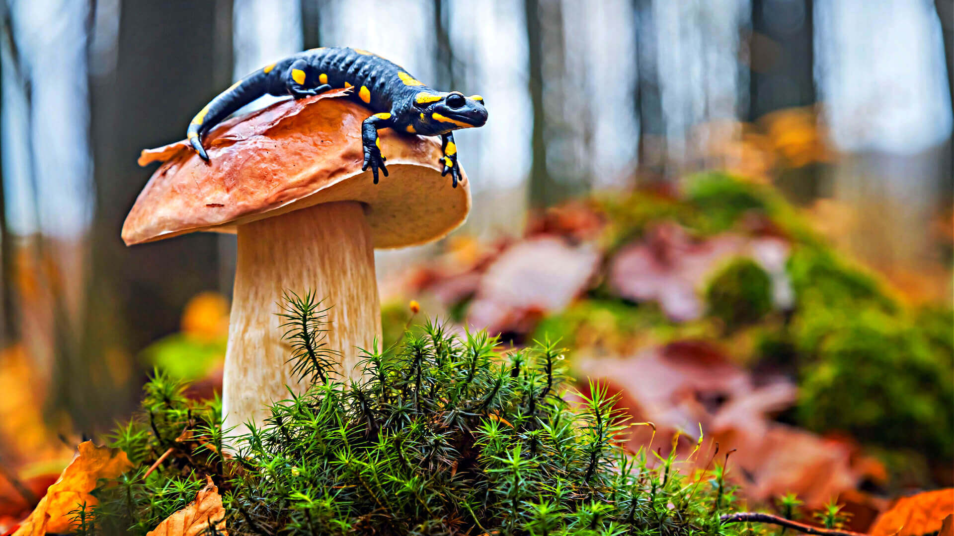 Black and yellow newt perched on brown mushroom cap in moss garden