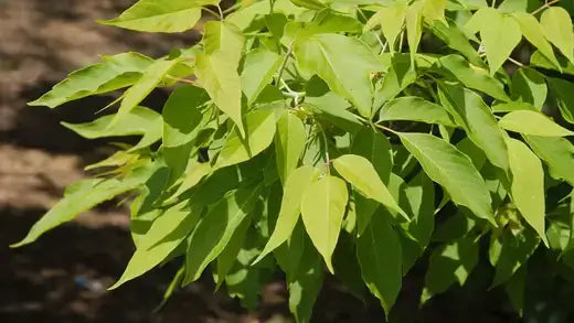 Vibrant box elder live stake branch with glossy heart-shaped leaves and buds