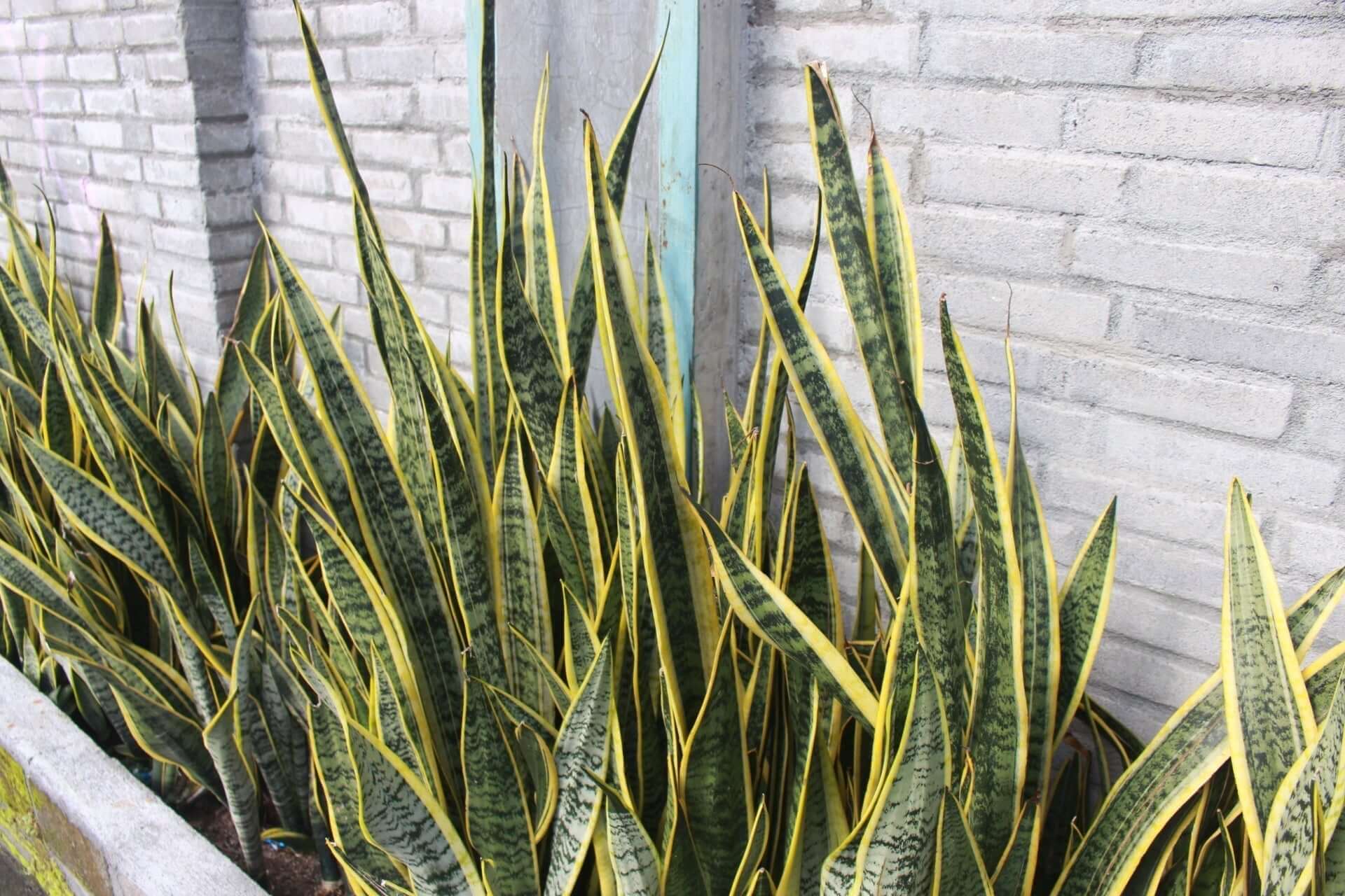 string of dolphins succulent String of Dolphins Senecio peregrinus main image 1