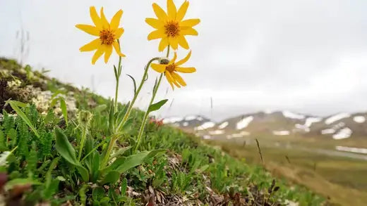 Bright yellow flowers with dark centers at TN Nursery near grassy mountains