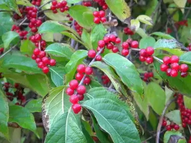 Vibrant red berry clusters on branches with lush green leaves in top gardening article