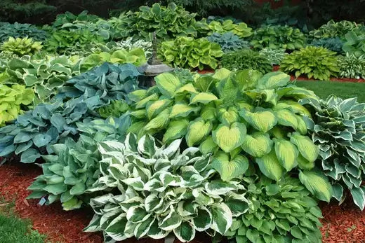Lush heart-shaped hosta with green leaves edged in white for healthy gardens