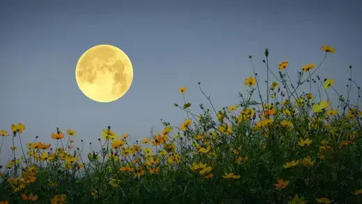 Full yellow moon above vibrant yellow flowers that bloom at night