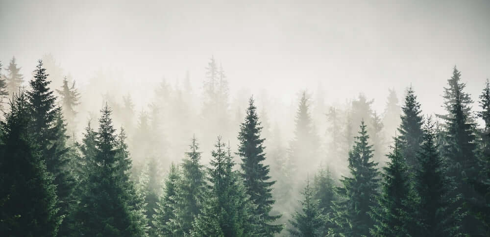Dense coniferous forest as windbreak trees in misty haze