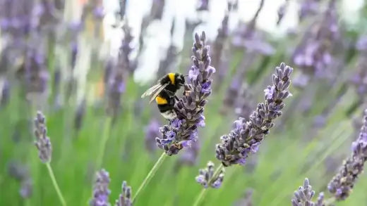 Beneficial bumblebee with black yellow stripes on purple lavender flower