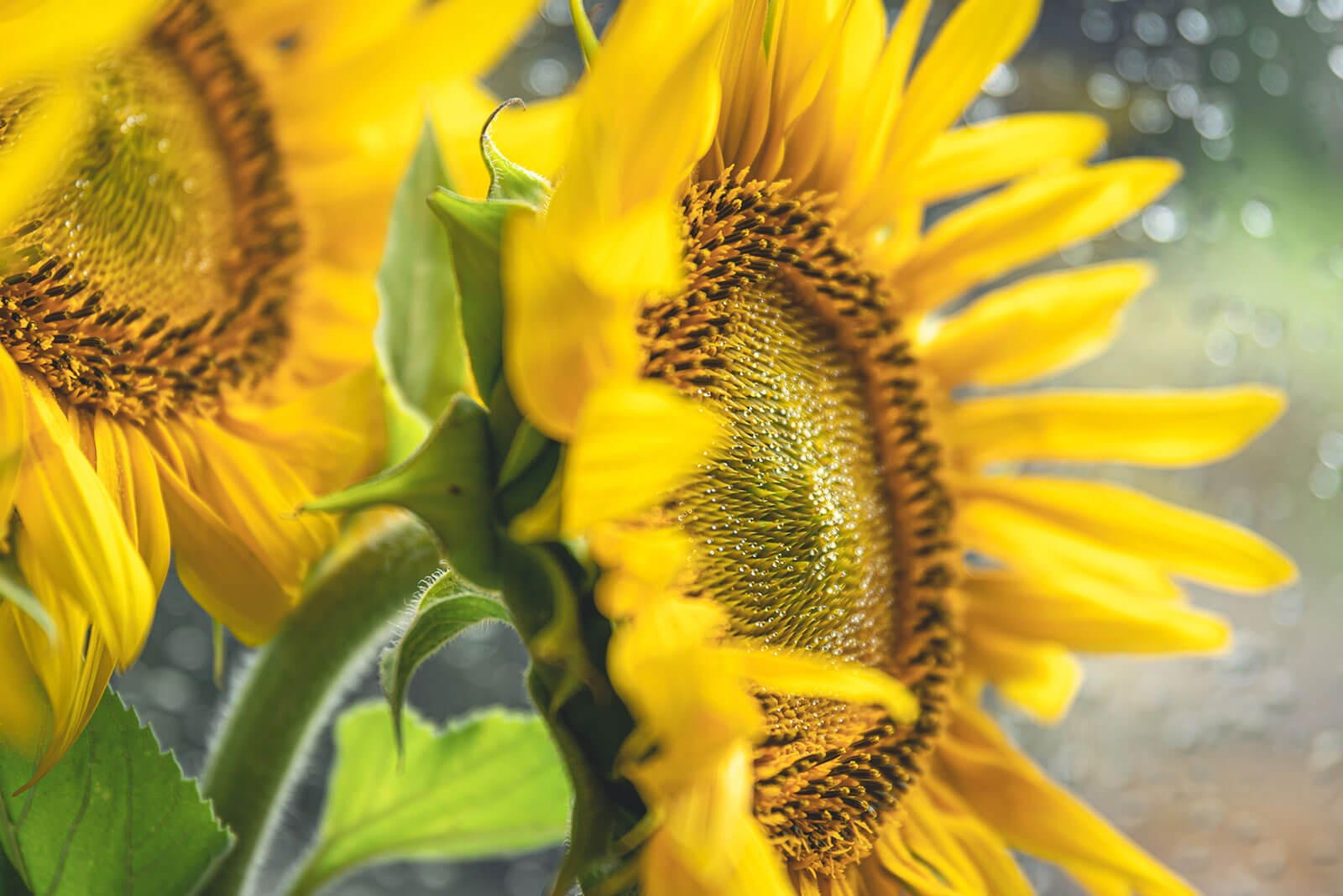 Vibrant Maximilian sunflowers with textured brown centers and green stems
