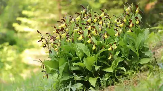 Cluster of green and brown lady’s slipper orchids in lush setting