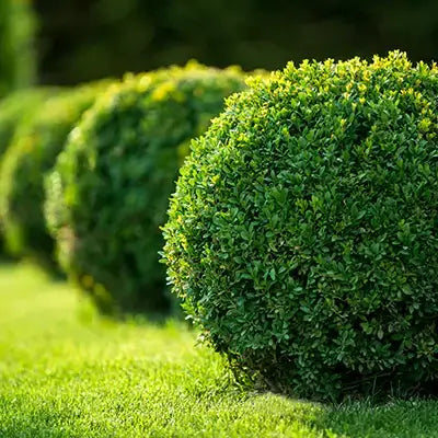 Lush spherical Boxwood Green Velvet Wintergreen hedge bush