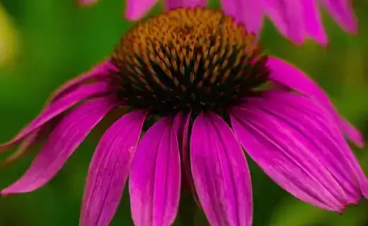 Vibrant purple coneflower sun perennial with spiky center and elongated petals