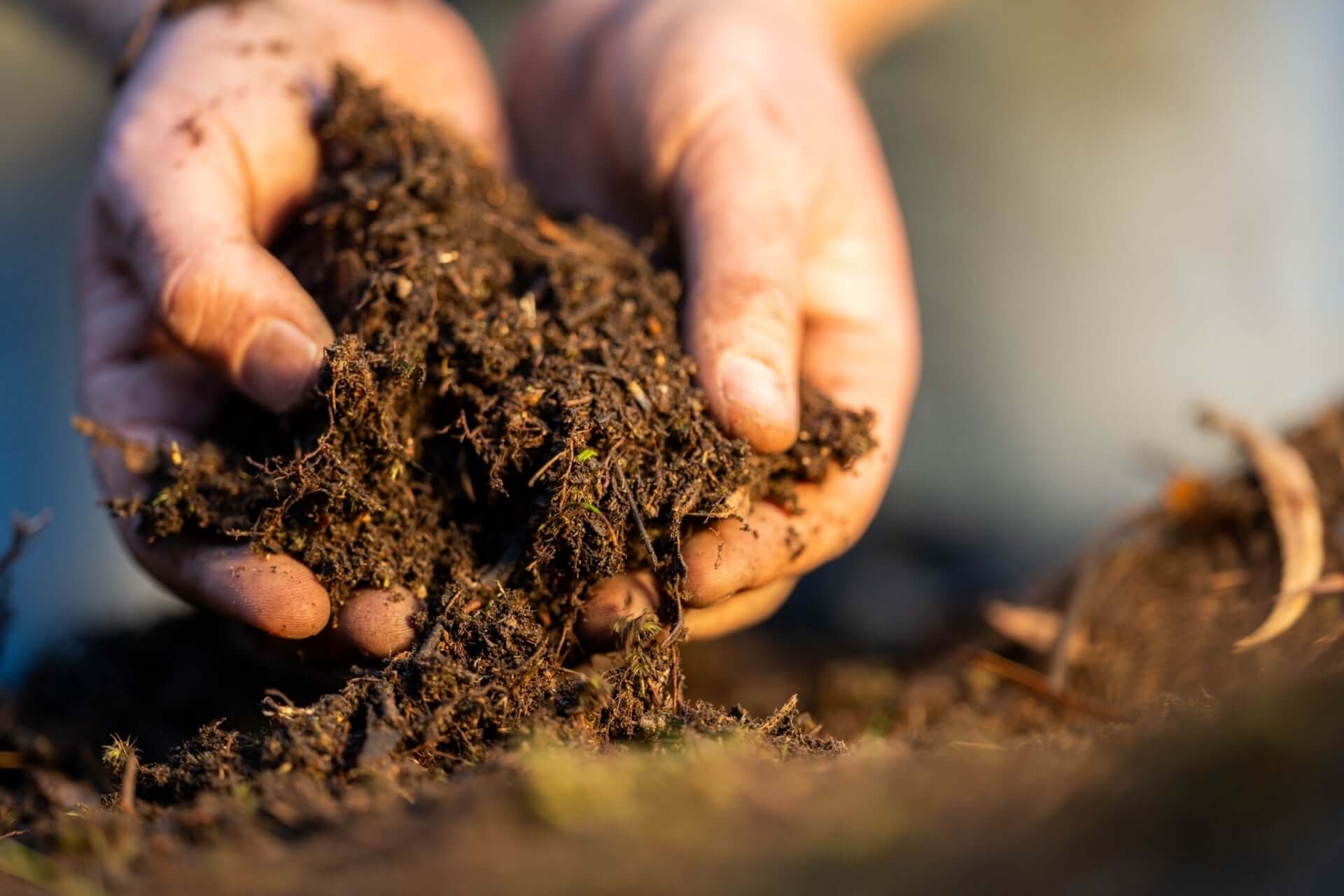 Hands cradling rich dark soil with roots, boosting garden microbiome health