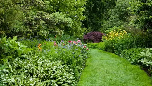 Winding grass path ground cover idea in vibrant garden with colorful flowers