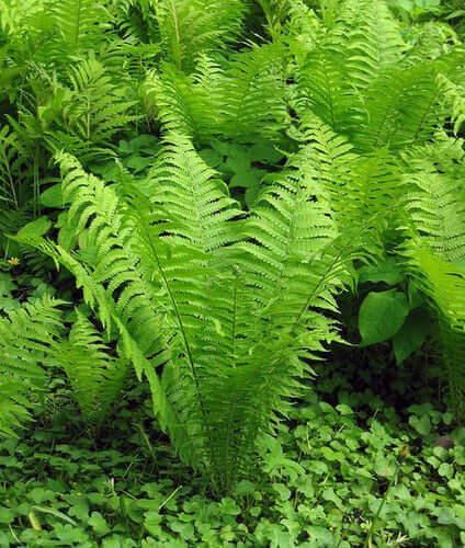 Vibrant green native fern fronds with feathery leaves for woodland care