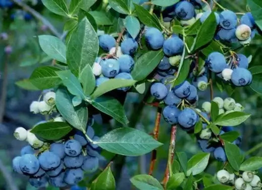 Ripe deep blue berries with green unripe ones on glossy leaves in landscapes