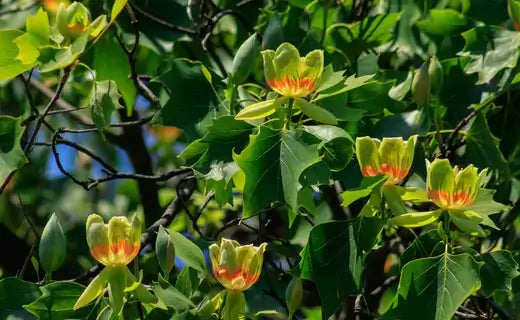 Vibrant yellow orange tulip-like flowers and green leaves on fast-growing tree