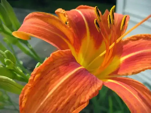 Vibrant orange lily with yellow center in beginners perennial plants guide