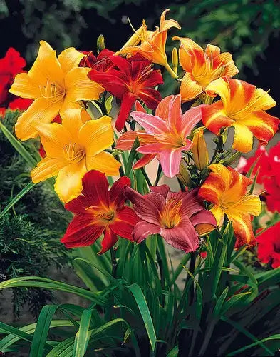 Vibrant yellow red and pink daylilies with green foliage for increasing plants