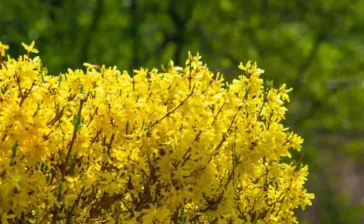 Vibrant yellow forsythia bush in full bloom for hedge training
