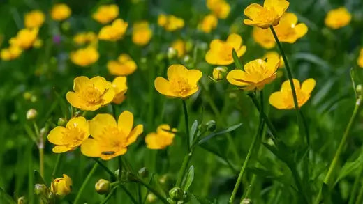Bright yellow buttercups with delicate petals in field for beneficial insects