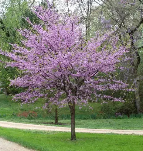 Vibrant purple flowering tree with dense blossoms in grassy park for cheap garden decor
