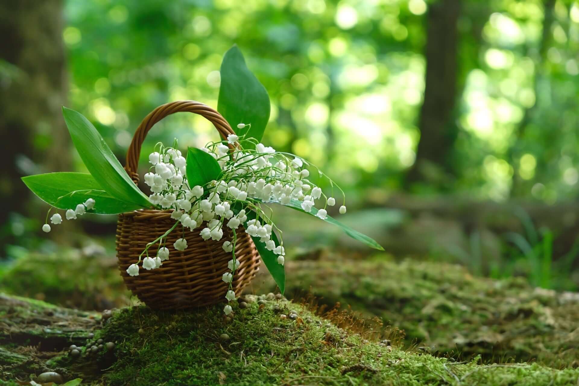 Woven wicker basket of fragrant lily of the valley flowers and leaves