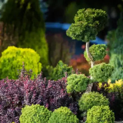 Meticulously sculpted topiary tree in TN Nursery mosquito repellent plants review