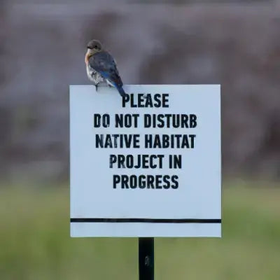 Bluebird on Do Not Disturb sign for native habitat restoration project