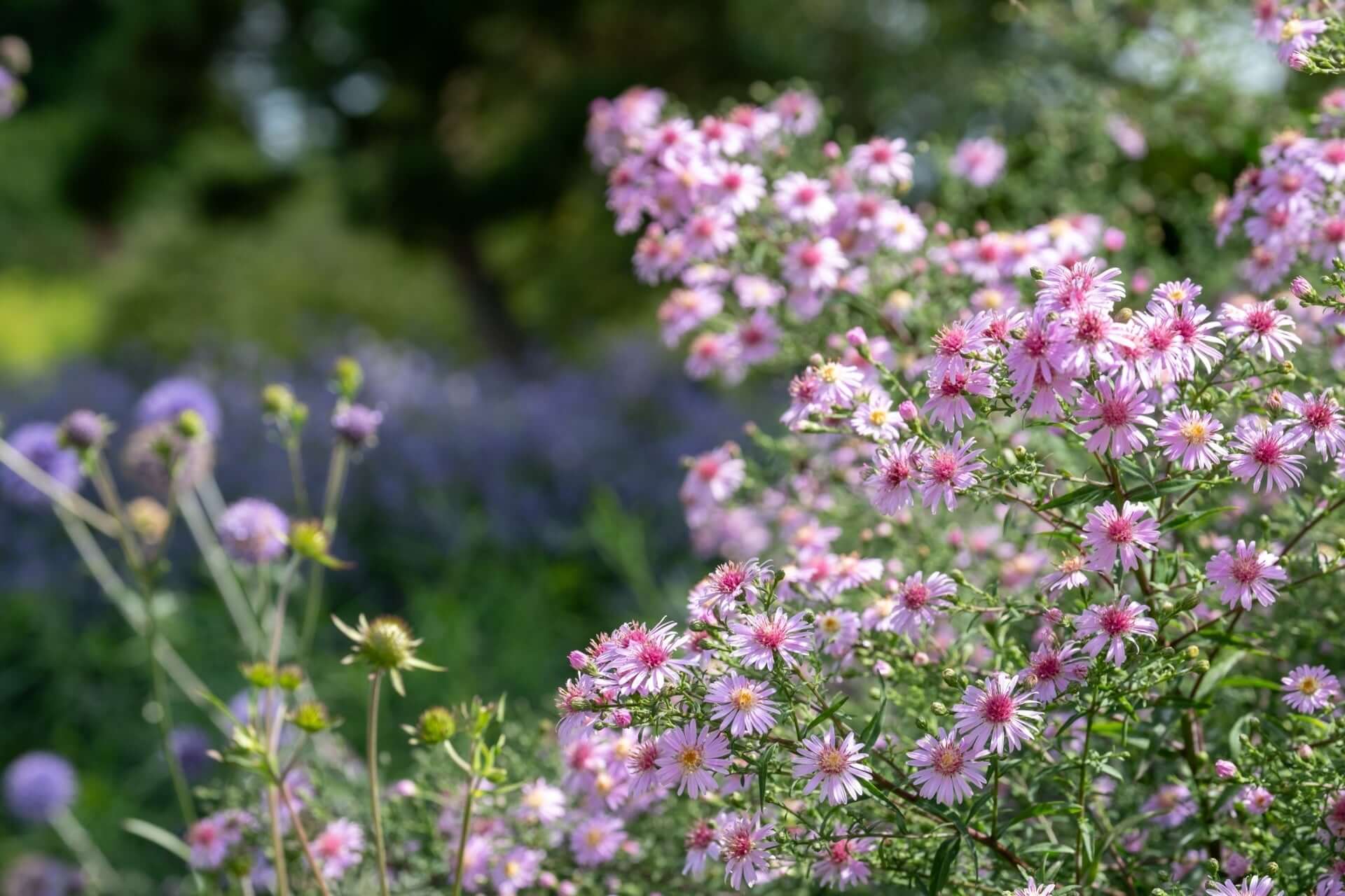 Delicate pink asters with green stems and buds in modern perennial garden