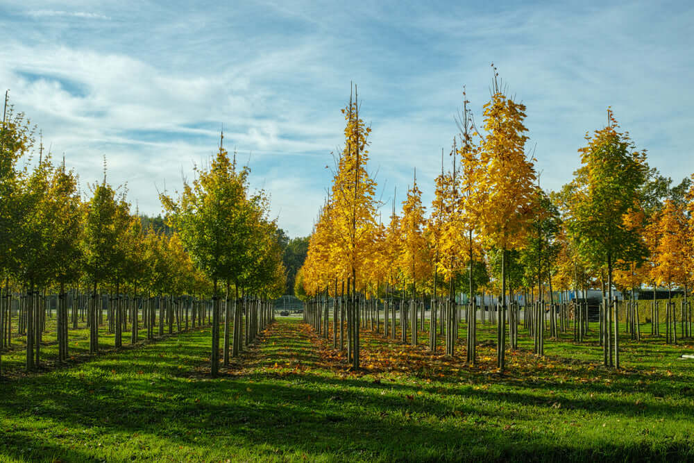 Rows of young silver birch trees in Tennessee nursery under blue sky