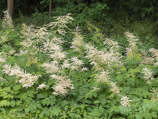 Goats beard tall feathery white flowers in woodland with green foliage