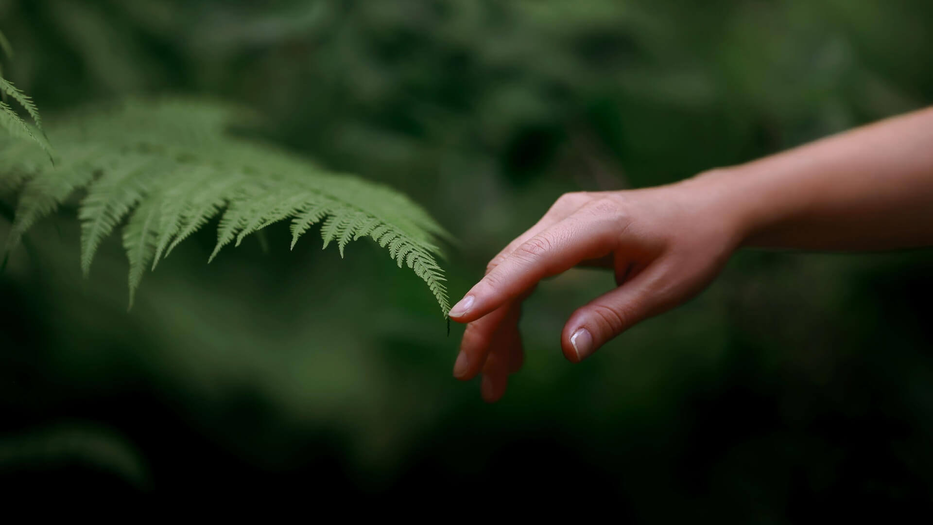 Vibrant green fern frond with serrated edges, easy to grow