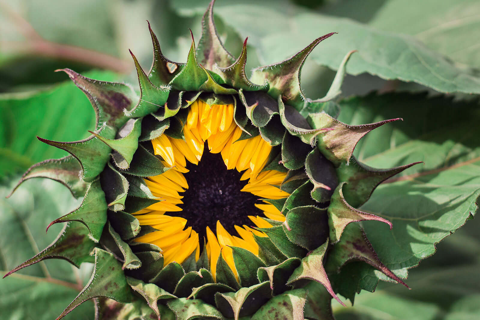 Vibrant yellow Black Eyed Susan sunflower with dark center and spiky green bracts