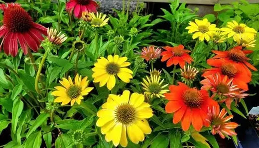 Vibrant red, yellow, orange coneflowers in healthy pruned perennial garden