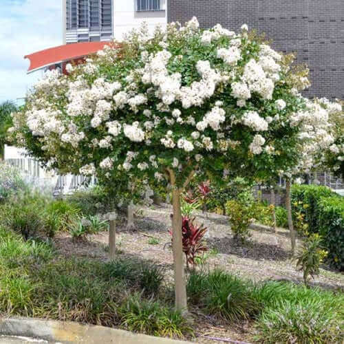 Lush Natchez crepe myrtle tree with abundant white blossoms and green foliage