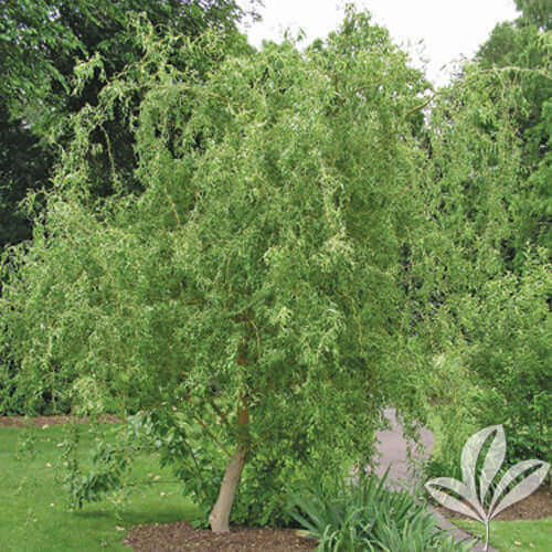 Lush green weeping willow tree with cascading branches like corkscrew willow