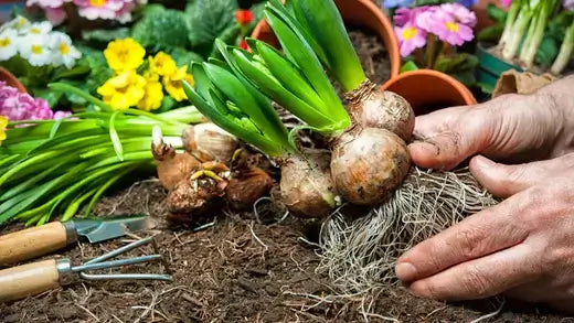 Hands cradling fresh brown planting bulbs with green shoots for care guide