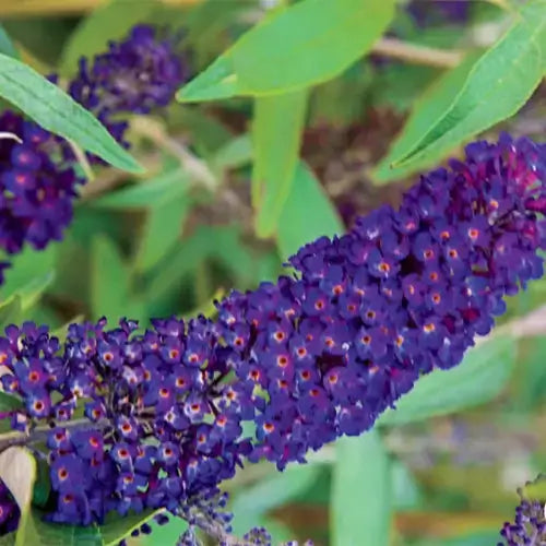 Vibrant purple butterfly bush flower cluster in lush green leaves for landscaping