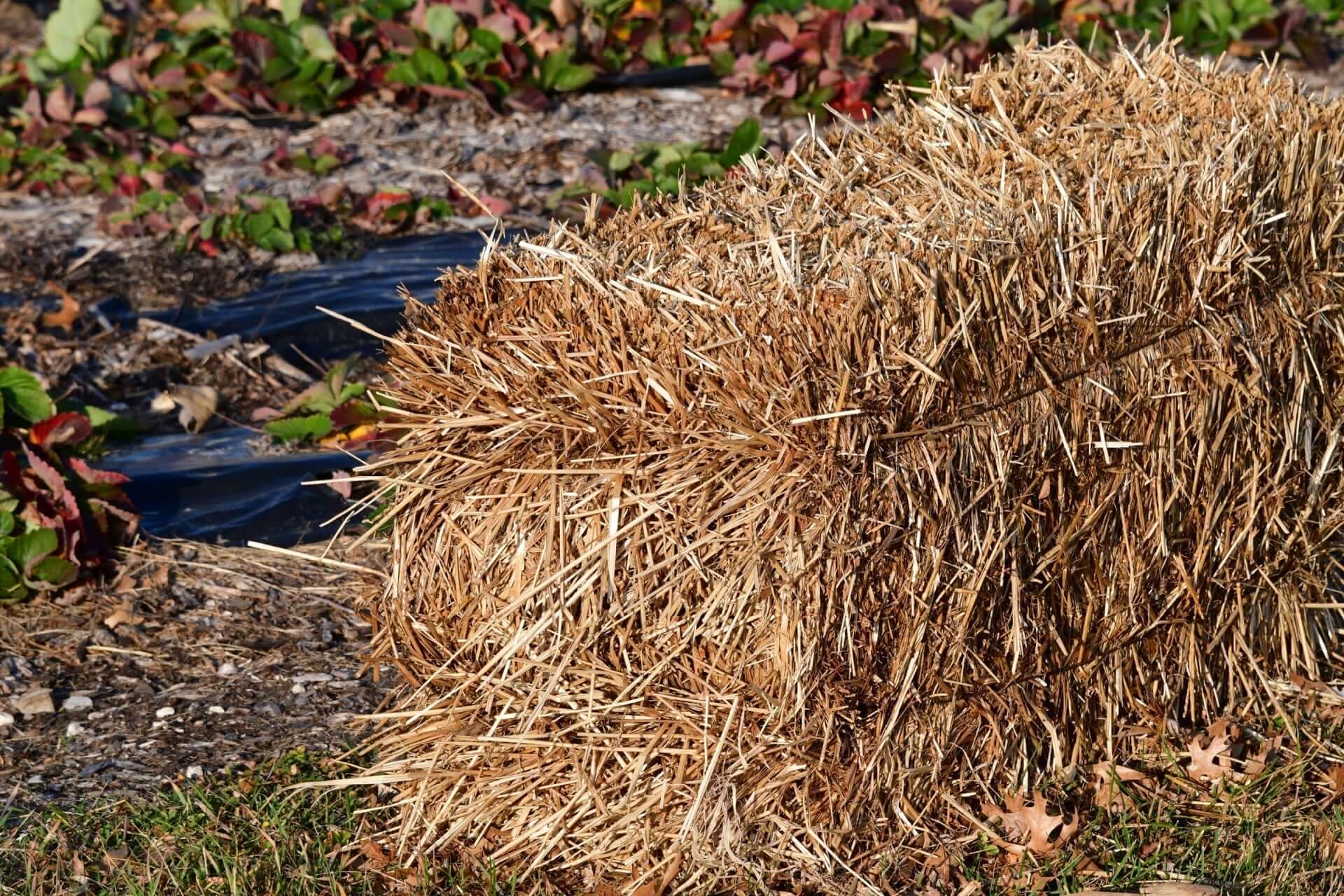 Golden-brown hay bale for hay bale gardening