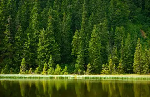 Dense short leaf pine trees line calm lake edge in TN Nursery forest