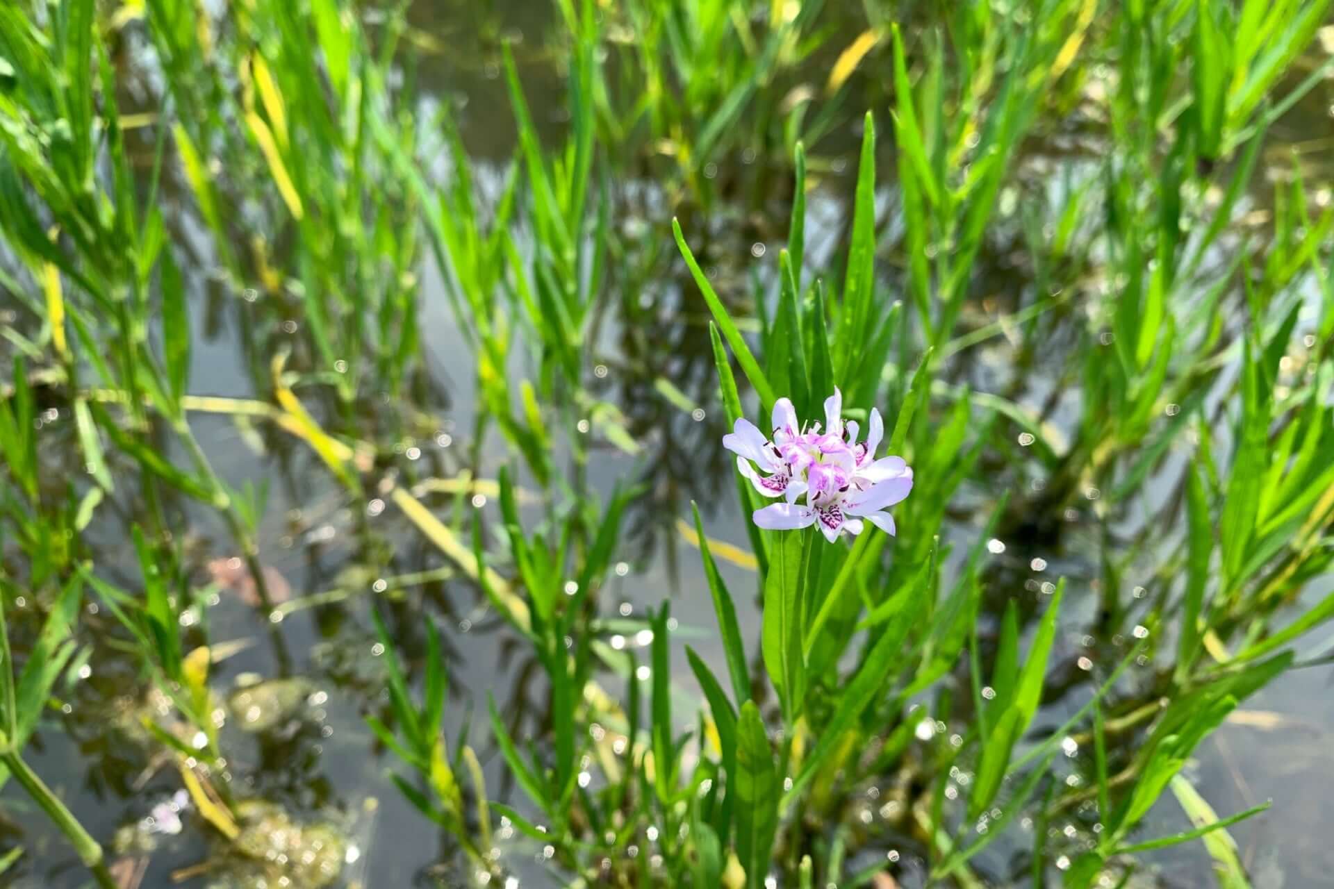 Water willow purple flower blooming amid green reeds in shallow water