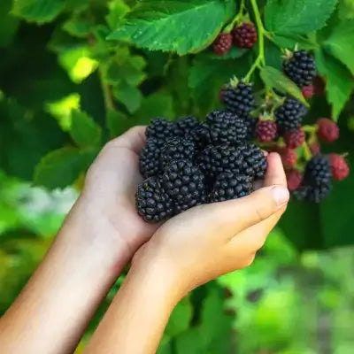 Hand holding ripe dark purple-black blackberries on bush