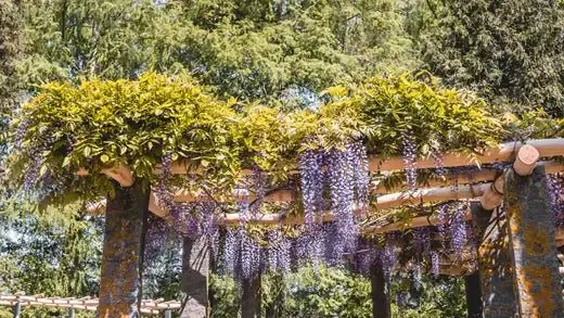 Lush purple wisteria cascading from Italian pergola arbor with greenery